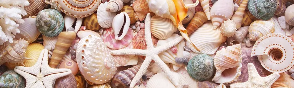 collection of shells